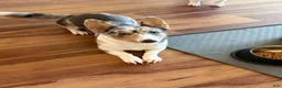 Welsh Corgi Pembroke dogs for sale: Welsh Corgi Pembroke 3 - Ad 1