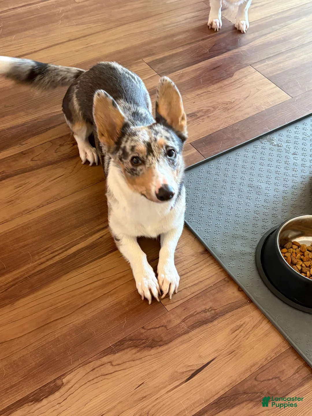 Welsh Corgi Pembroke dogs for sale: Welsh Corgi Pembroke 3 - Ad 1