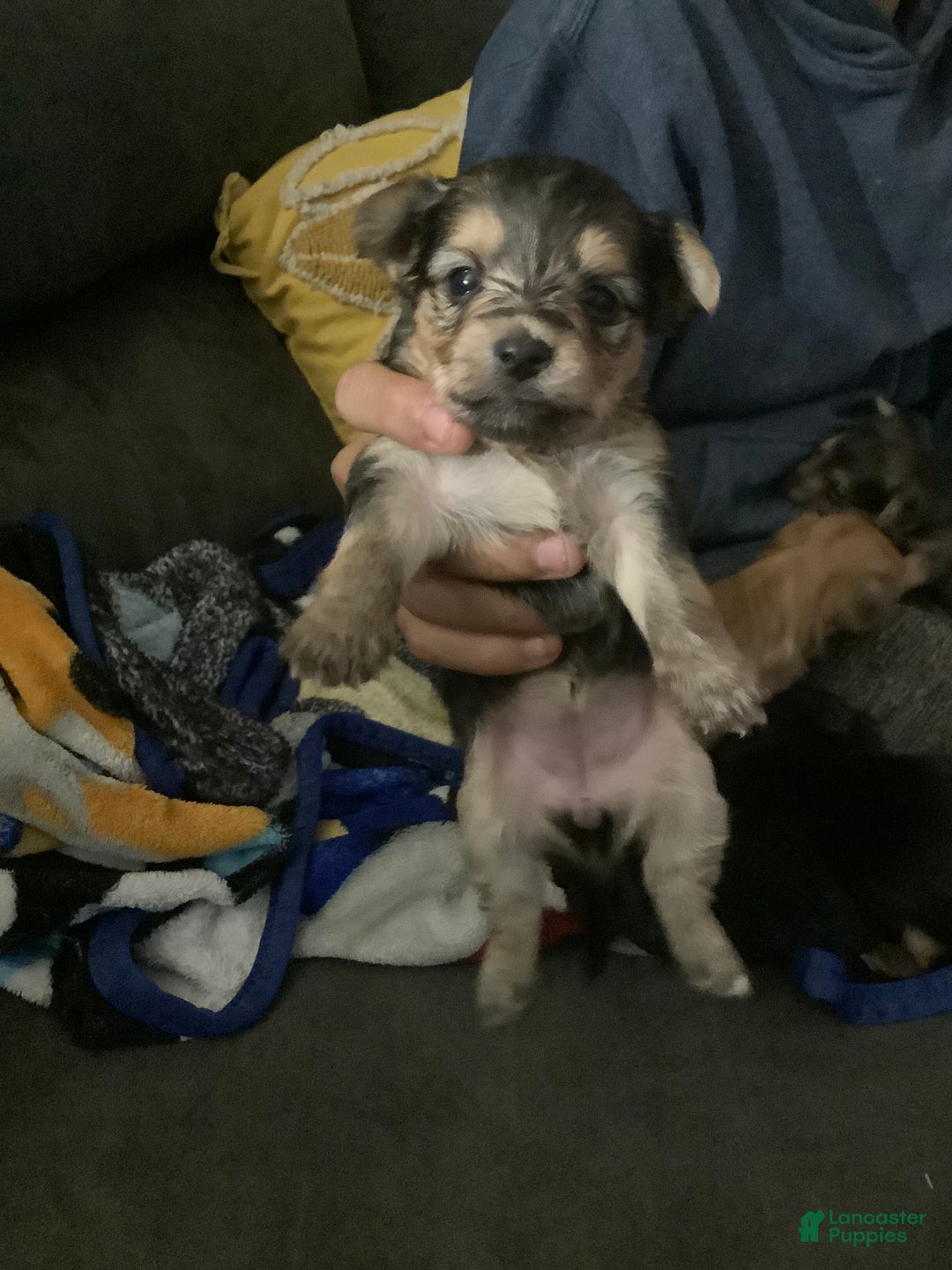 Mixed Breed dogs for sale: Joey - Ad 2