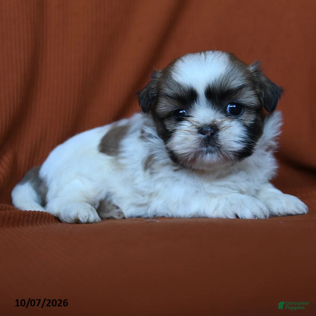 Shih Tzu dogs for sale: Elsa - Ad 3