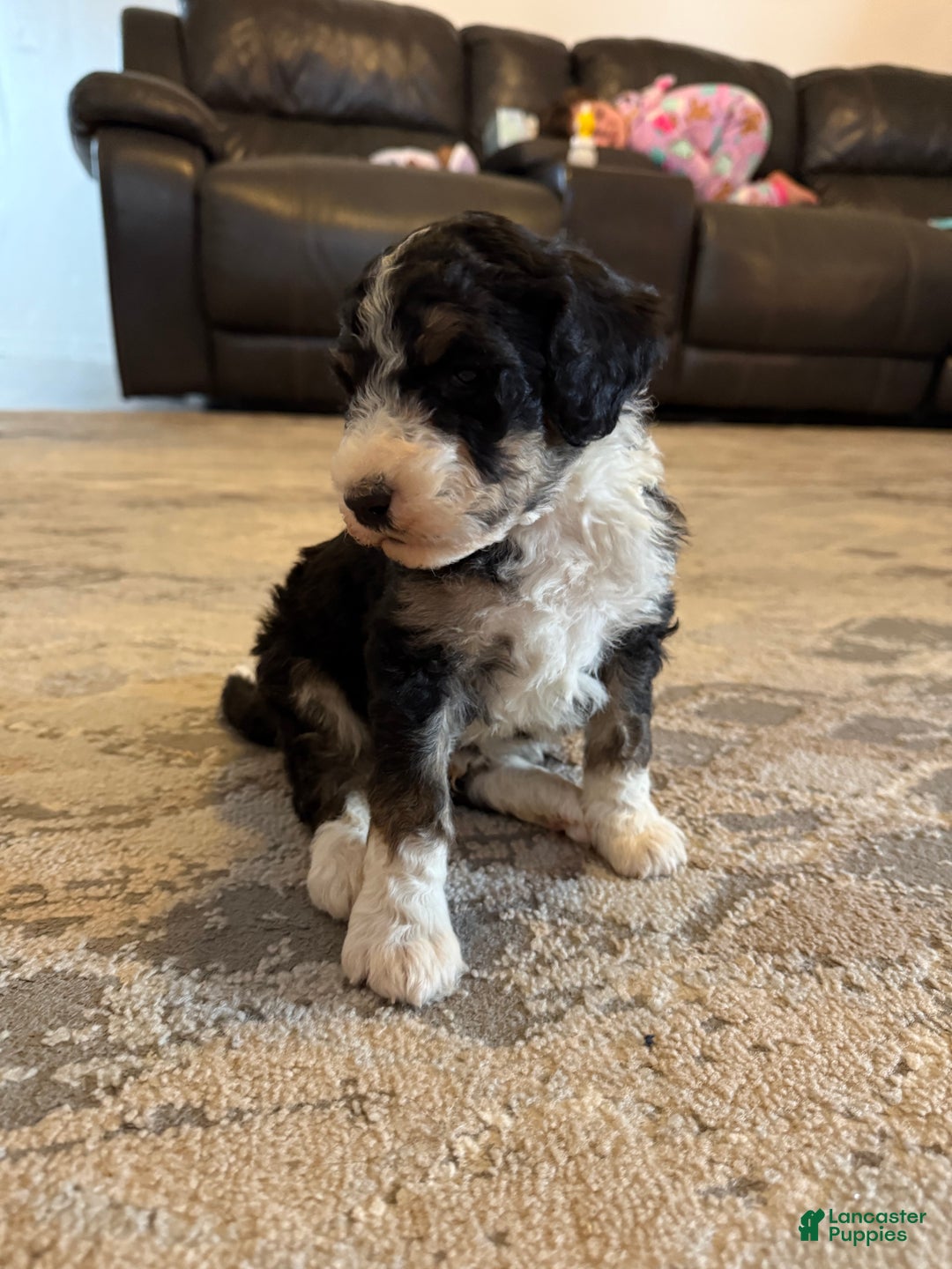 Aussiedoodle dogs for sale: Lane - Ad 7