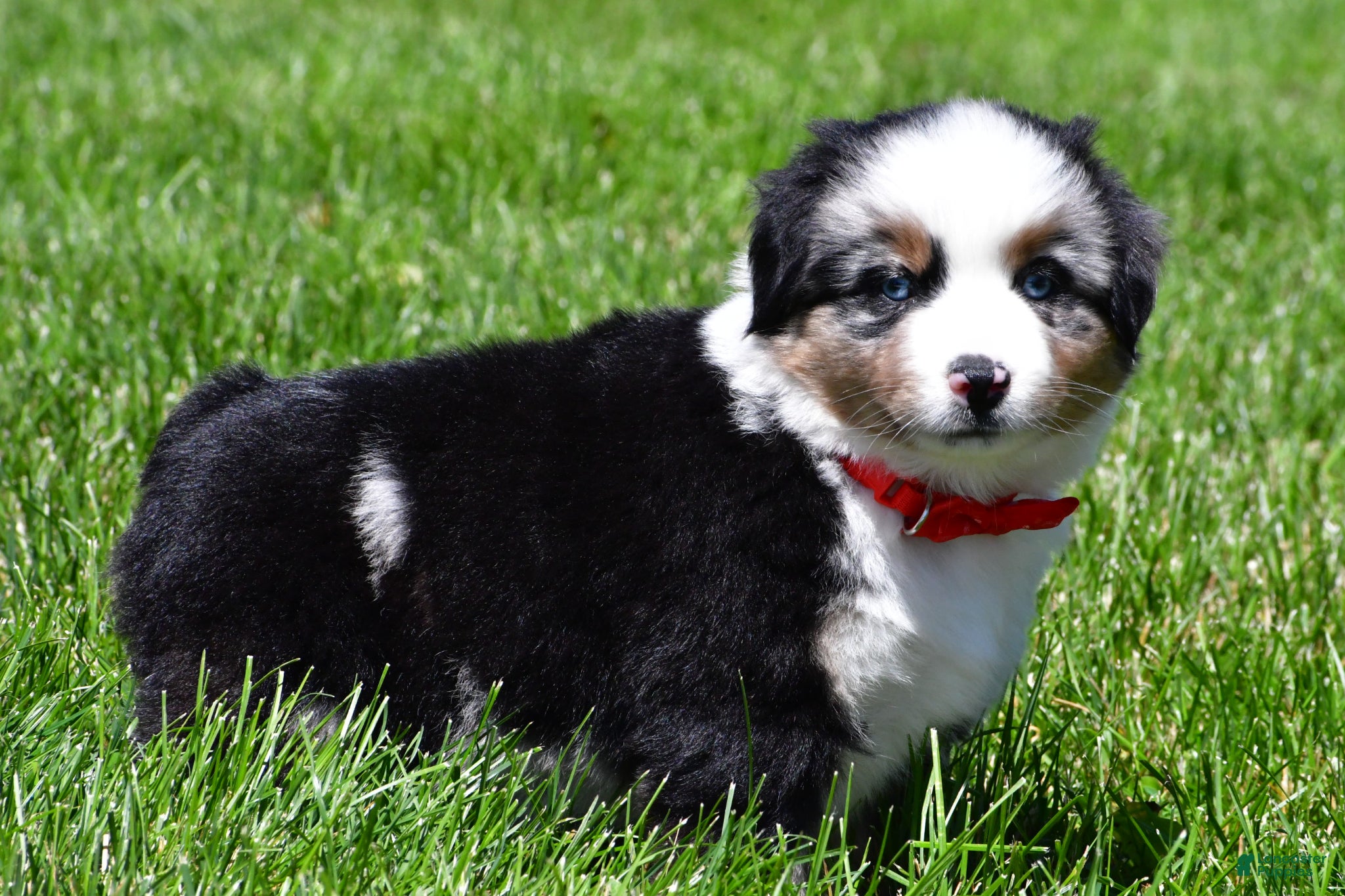 Miniature Australian Shepherd dogs for sale: Curtis - Ad 12