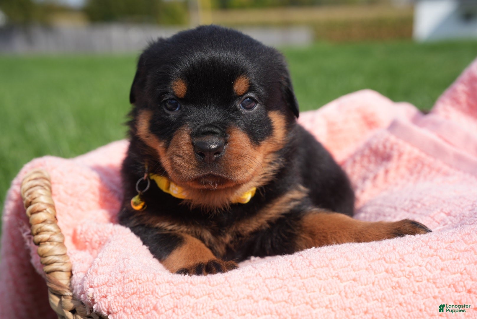 Rottweiler dogs Destiny  - Ad 1