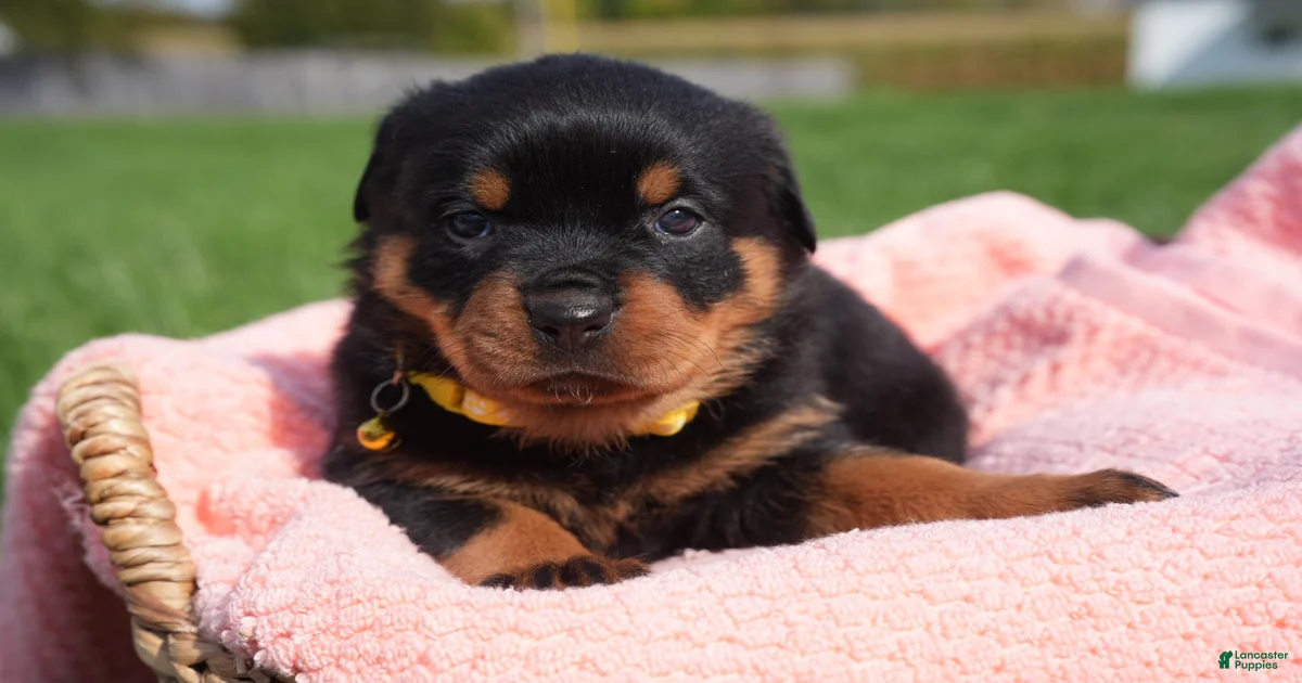Rottweiler Puppies for sale in Buffalo, New York | Lancaster Puppies