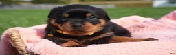 Rottweiler dogs for sale: Destiny  - Ad 1