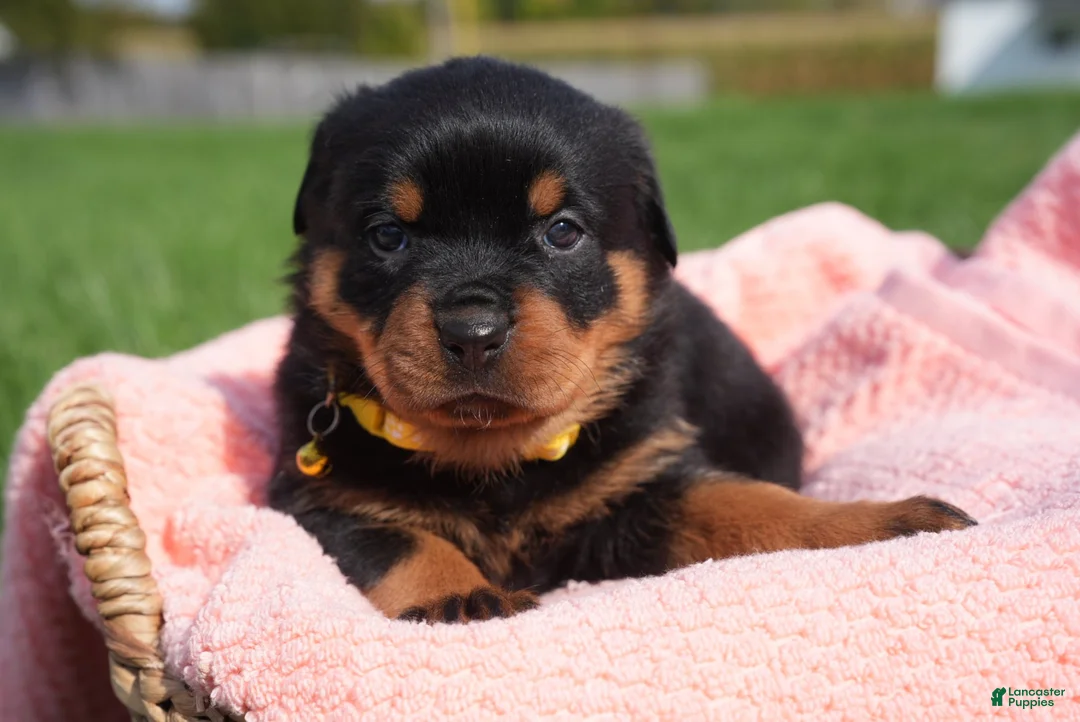 Rottweiler dogs for sale: Destiny  - Ad 1