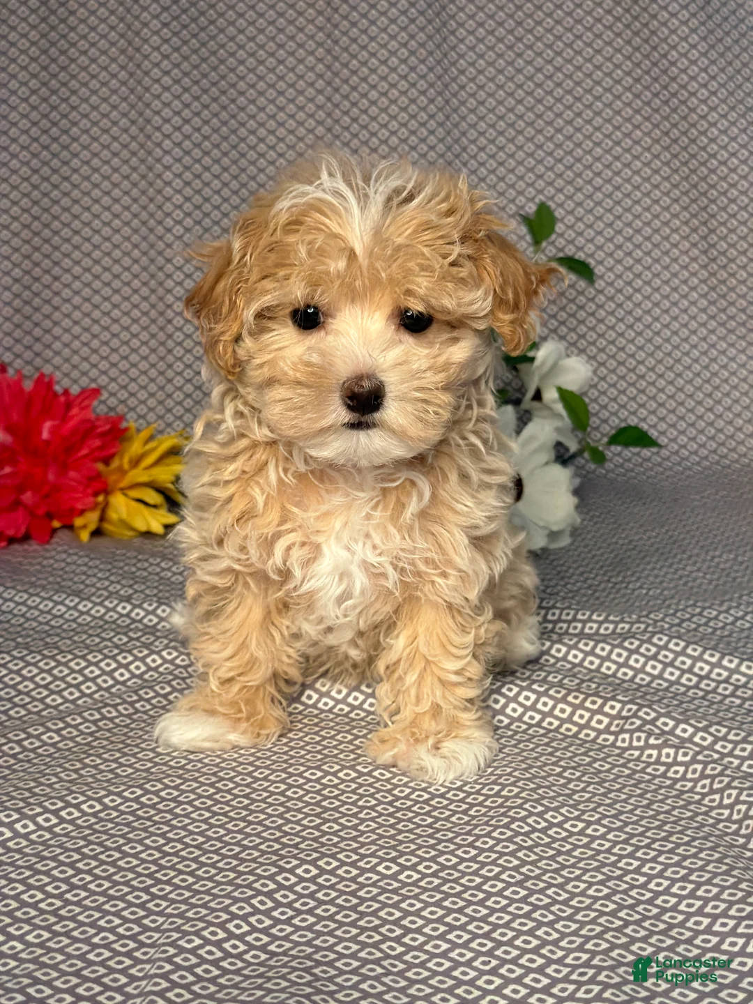 Maltipoo dogs for sale: Megan - Ad 1
