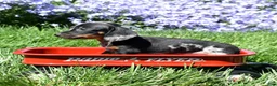 Miniature Dachshund dogs for sale: Marbles - Ad 4