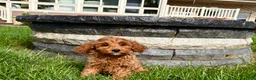 Cockapoo dogs for sale: Cockapoo female 5 - Ad 4