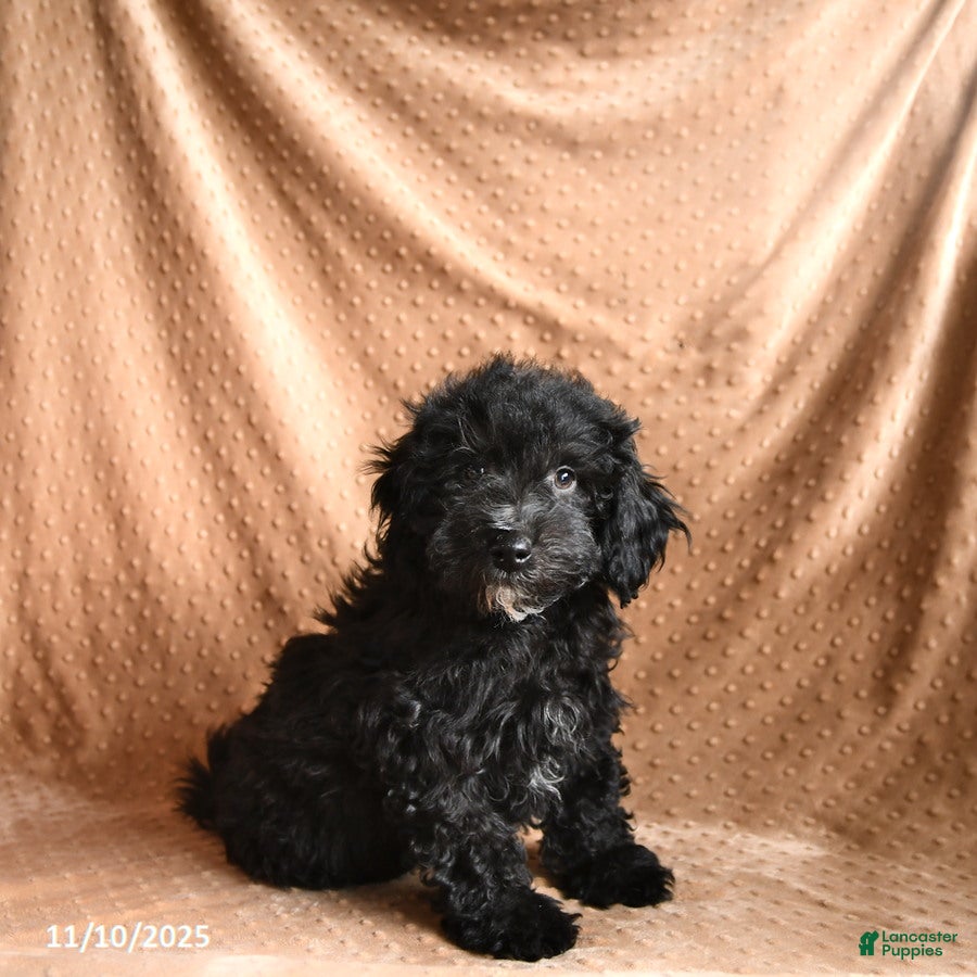 Mini Aussiedoodle dogs Chip - Ad 34