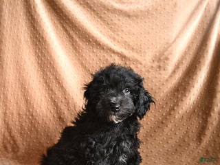 Mini Aussiedoodle dogs Chip - Ad 35