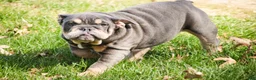 English Bulldog dogs for sale: Xena - Ad 2
