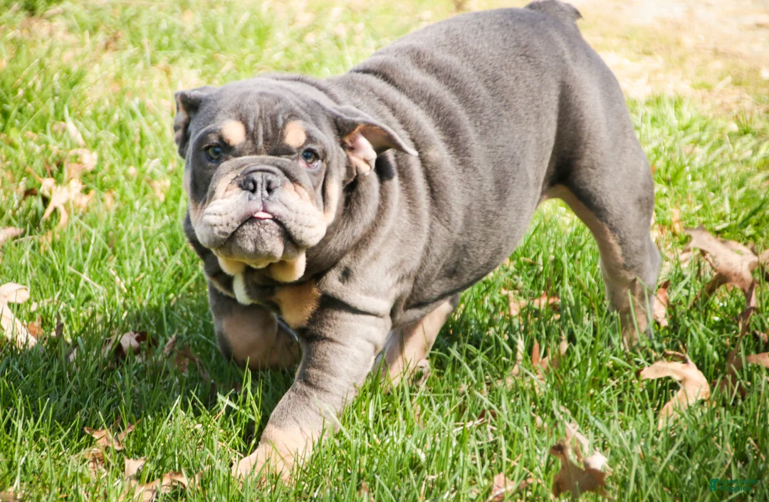 English Bulldog dogs for sale: Xena - Ad 2