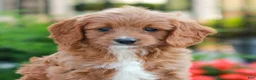 Cavapoo dogs for sale: Ellie  - Ad 1