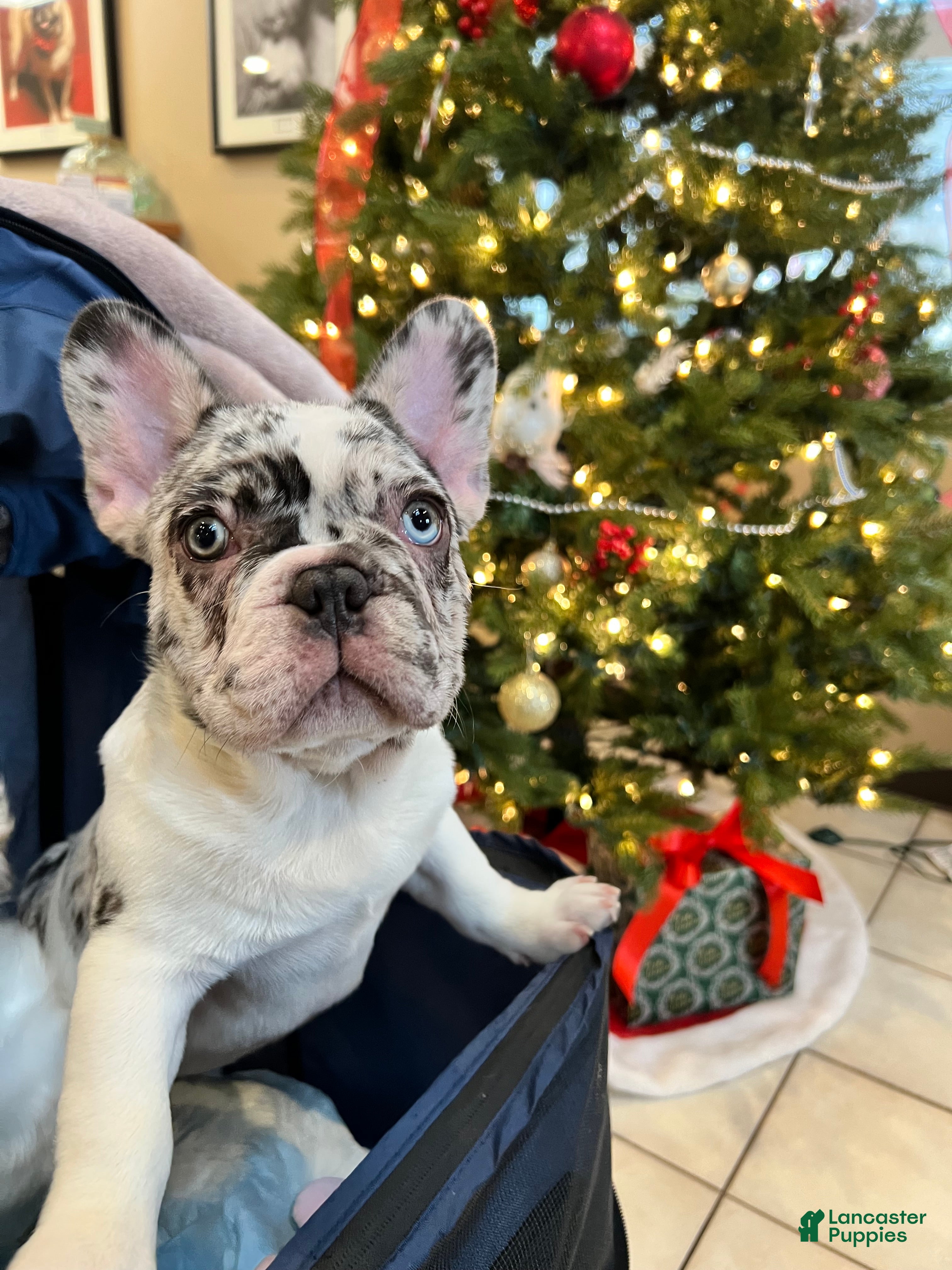 French Bulldog dogs CHAI  - Ad 25