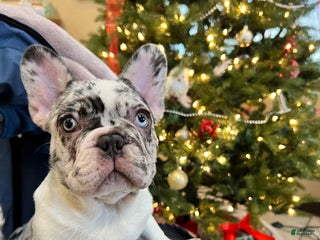 French Bulldog dogs CHAI - Ad 33
