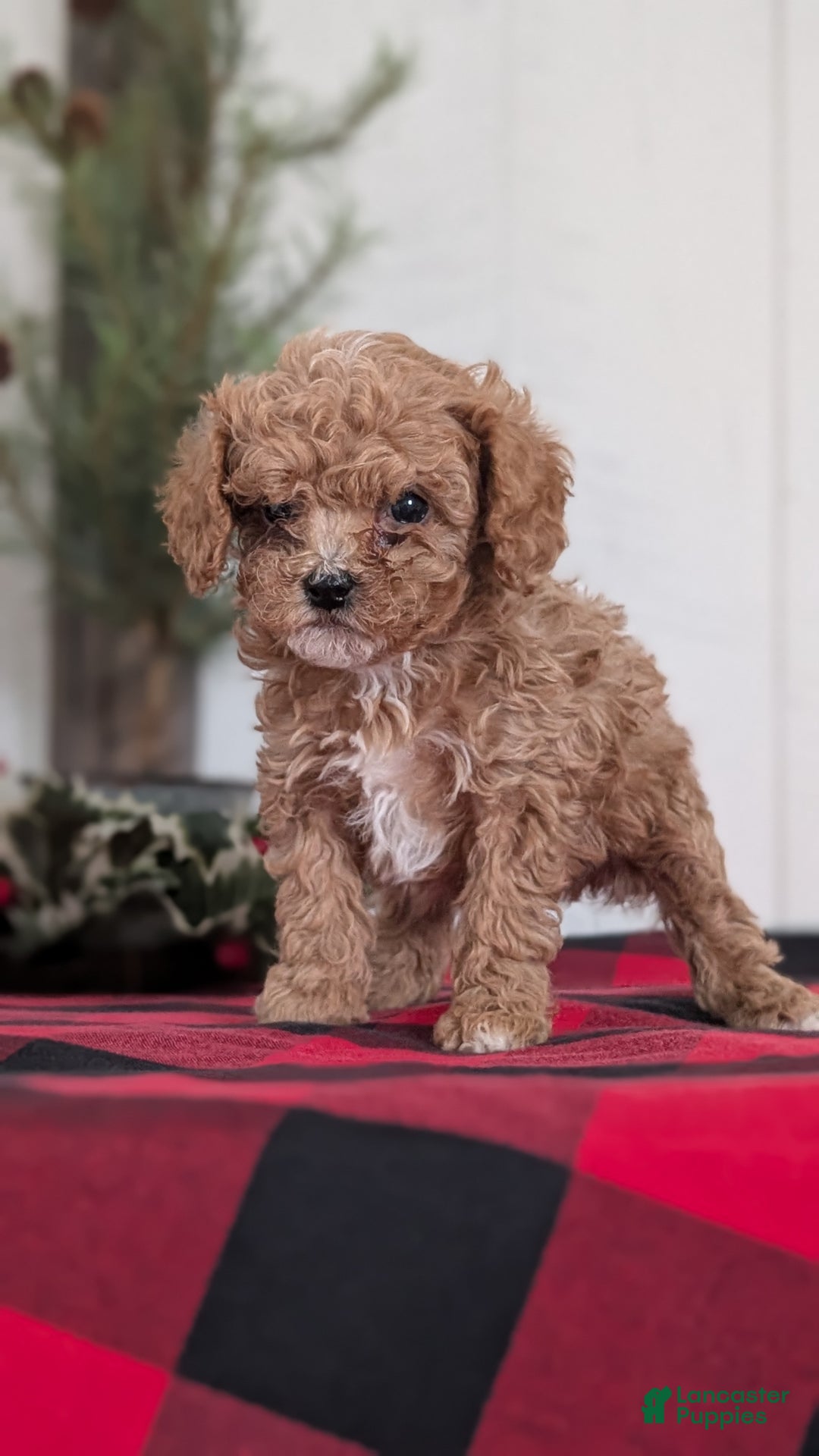 Cavapoo dogs for sale: Dakota  - Ad 15