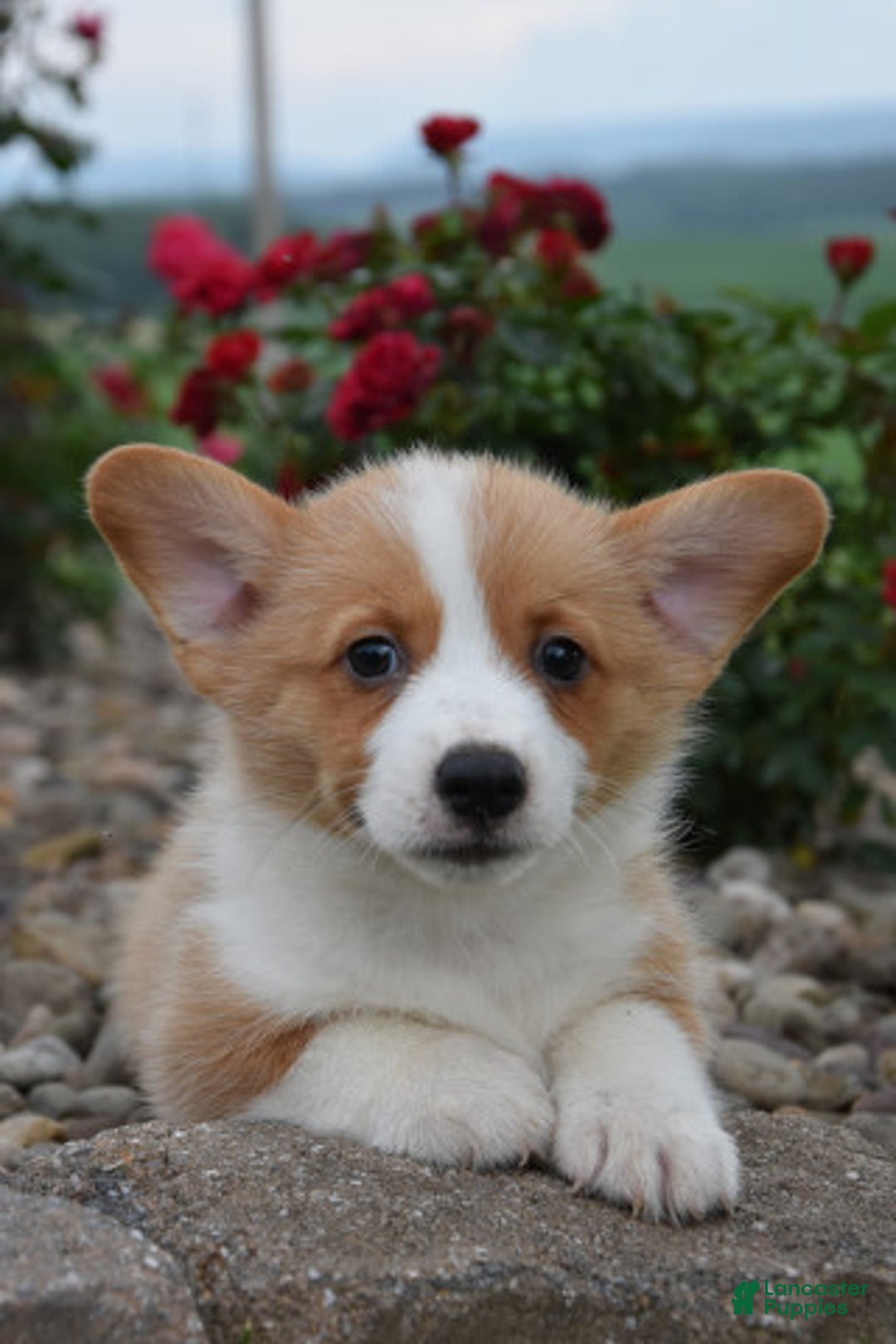 Welsh Corgi Pembroke dogs for sale: Leo - Ad 2