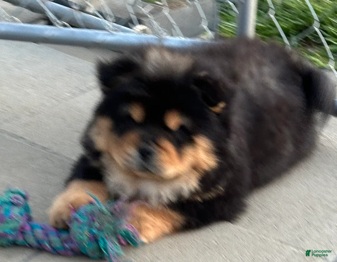 Chow Chow dogs for sale: Teddy  - Ad 2