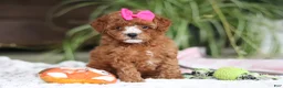 Cavapoo dogs for sale: Joy - Ad 1