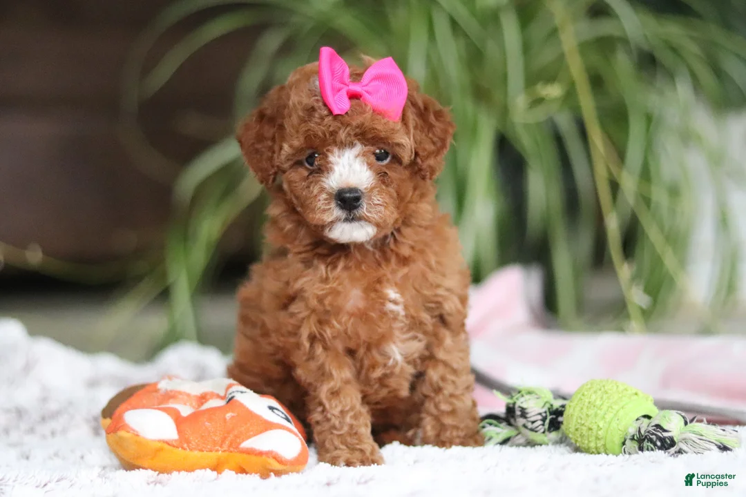 Cavapoo dogs for sale: Joy - Ad 1