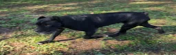 Cane Corso dogs for sale: Rogue - Ad 2