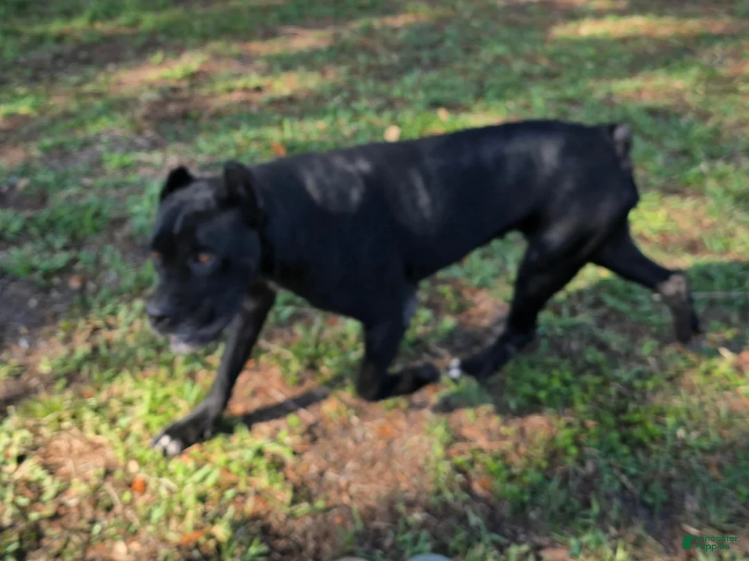 Cane Corso dogs for sale: Rogue - Ad 2