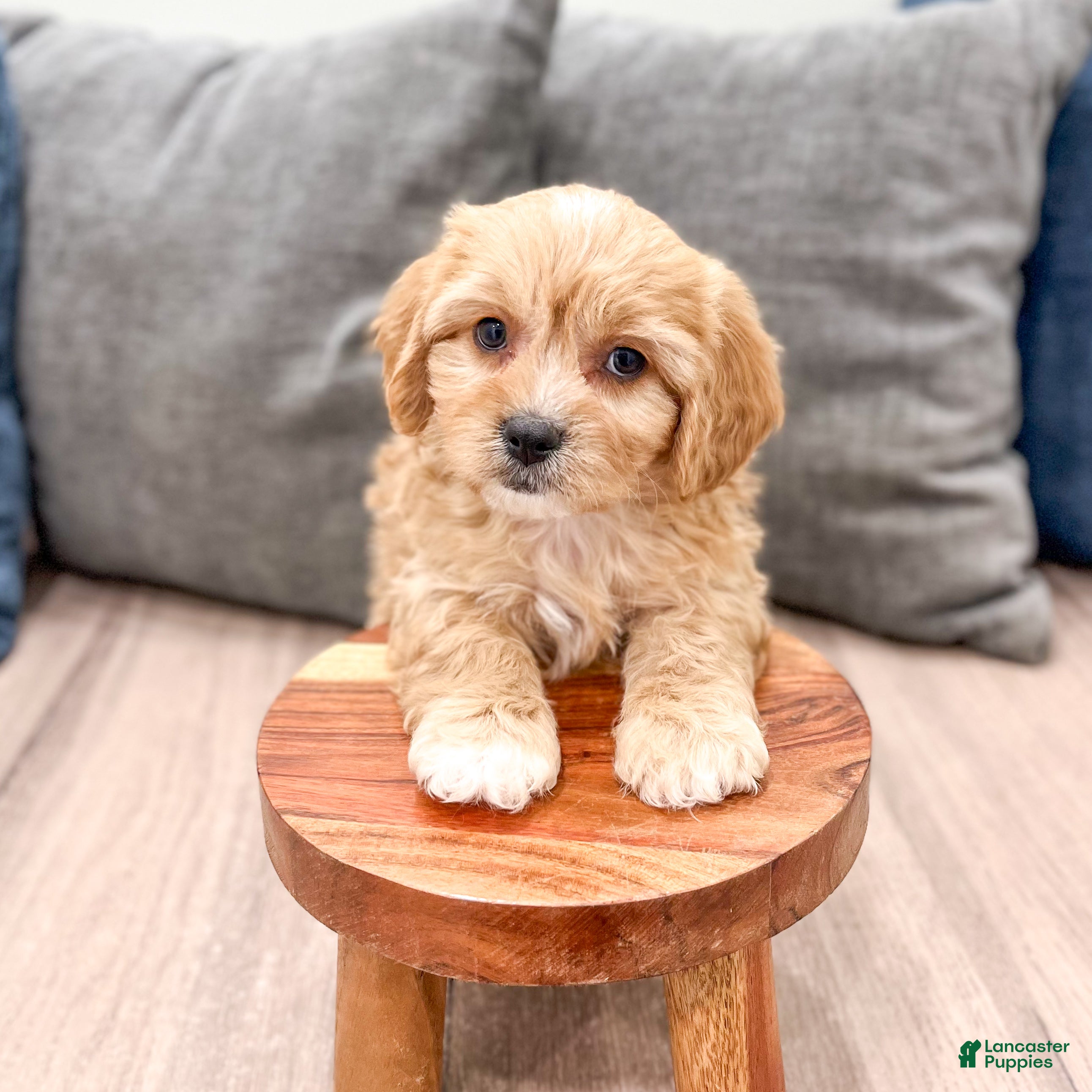 Cavachon dogs Benji - Ad 2