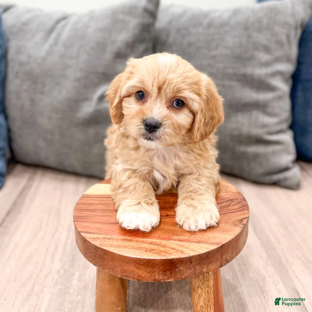 Cavachon dogs for sale: Benji - Ad 2