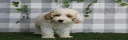 Miniature Poodle dogs for sale: Casper - Ad 4