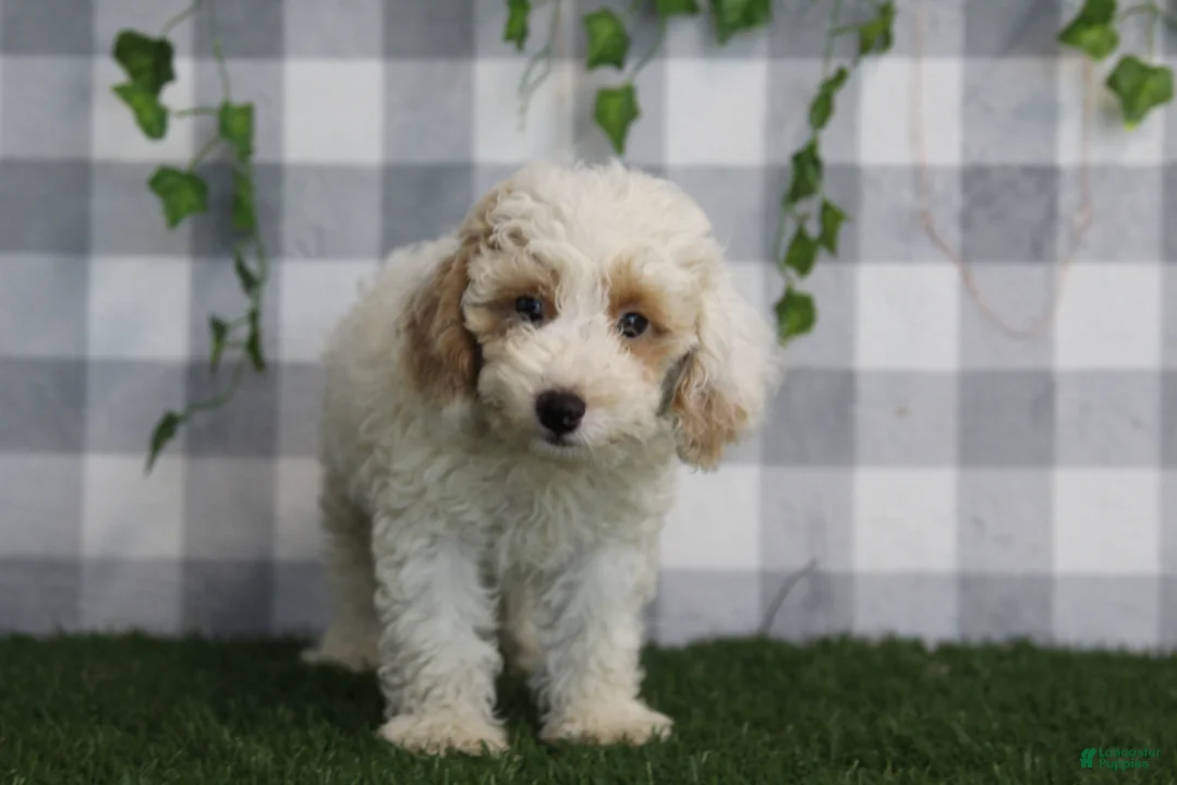 Miniature Poodle dogs for sale: Casper - Ad 4