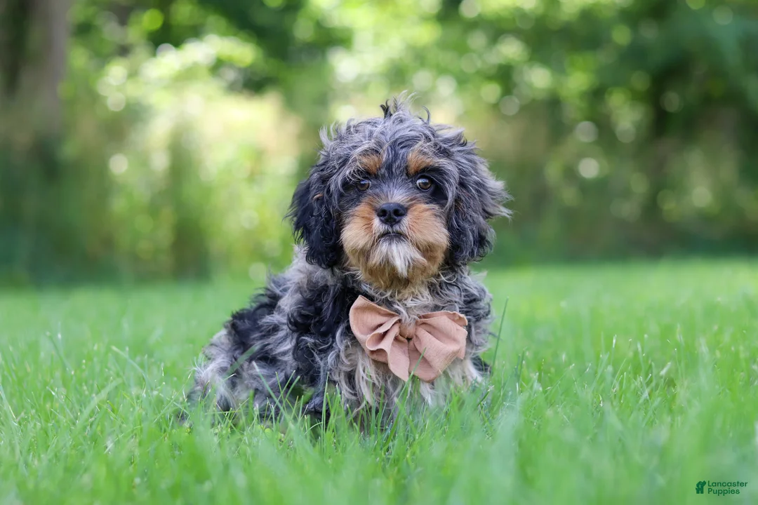 Cavapoo dogs for sale: Skeeter - Ad 2