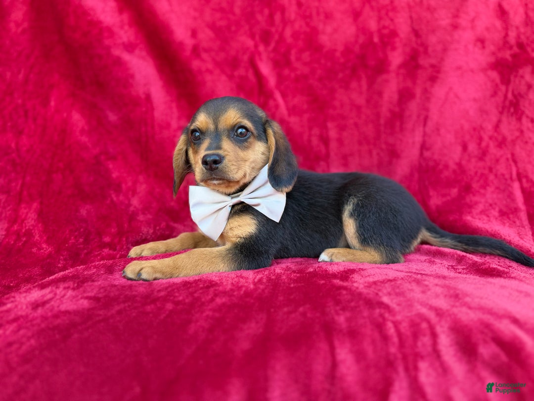 Beagle dogs for sale: Goose - Ad 8