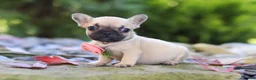 French Bulldog dogs for sale: Brielle - Ad 4