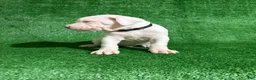 Dogo Argentino dogs for sale: Black male  - Ad 3