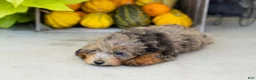 Miniature Poodle dogs for sale: Sawyer  - Ad 4