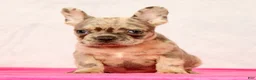 French Bulldog dogs for sale: Peter - Ad 8