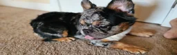 French Bulldog dogs for sale: Ahumado, the bold charmer 🐾 - Ad 11