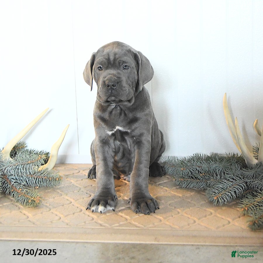 Cane Corso dogs Forest - Ad 11