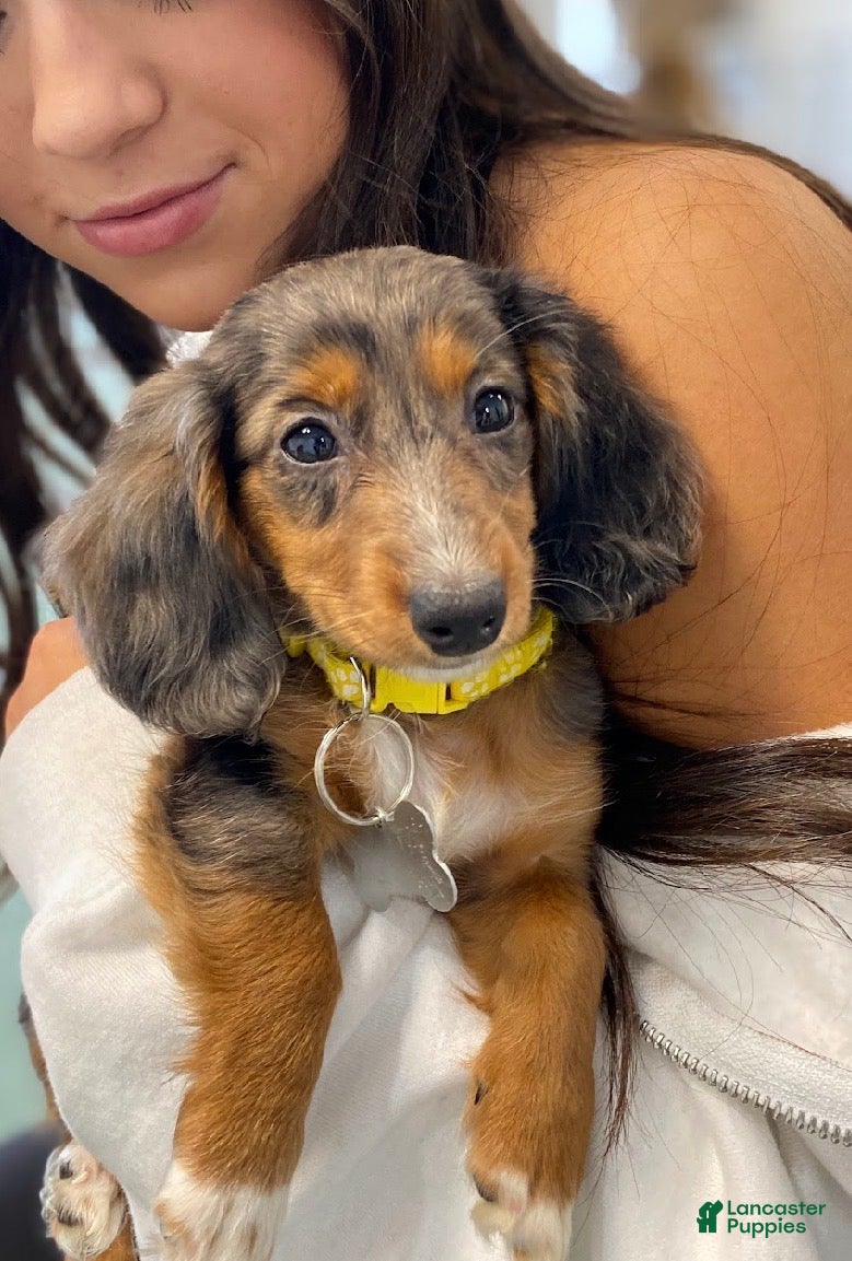 Miniature Dachshund dogs Lilac - Ad 1