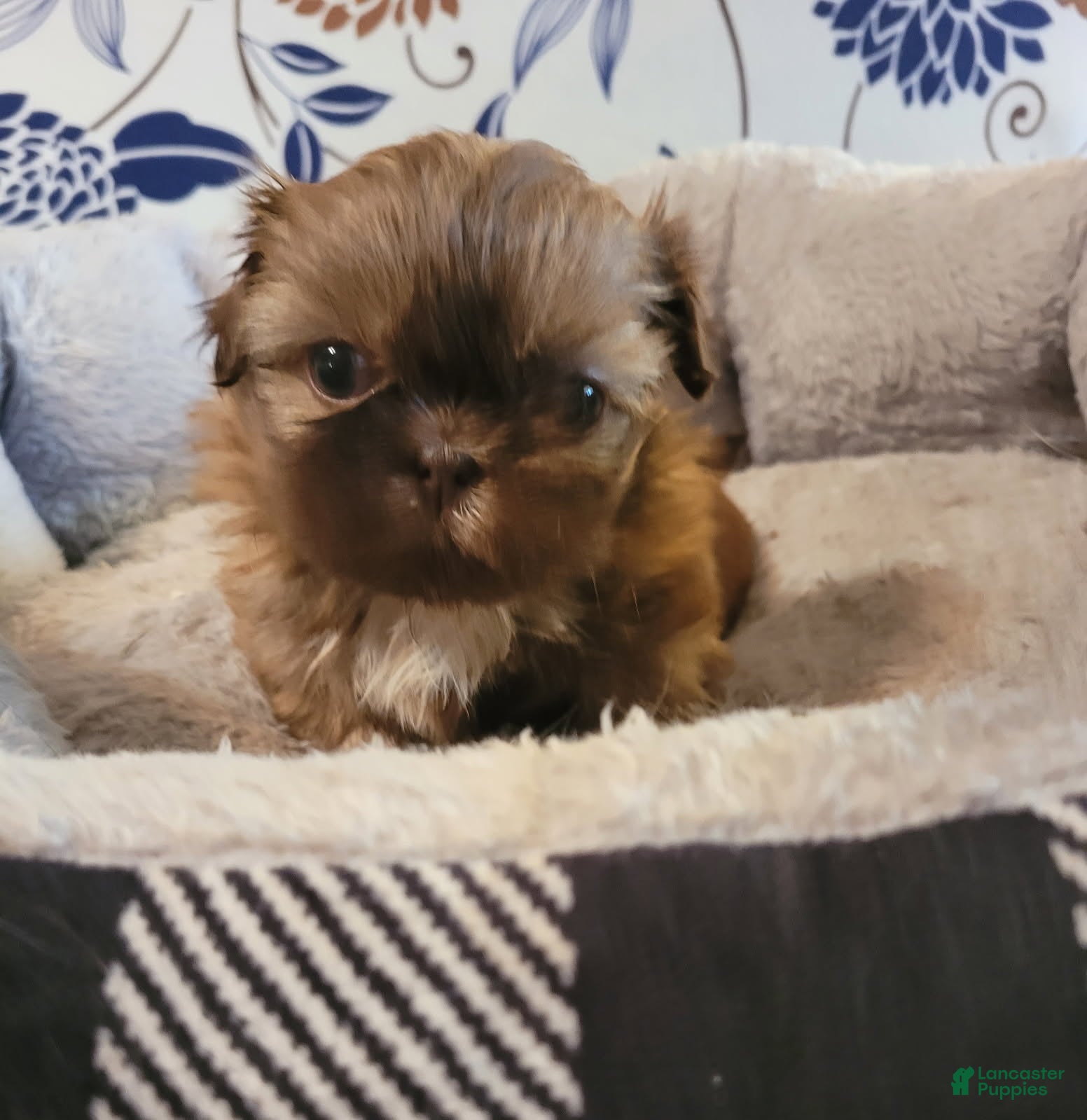 Shih Tzu dogs Shih Tzu Female - Ad 1