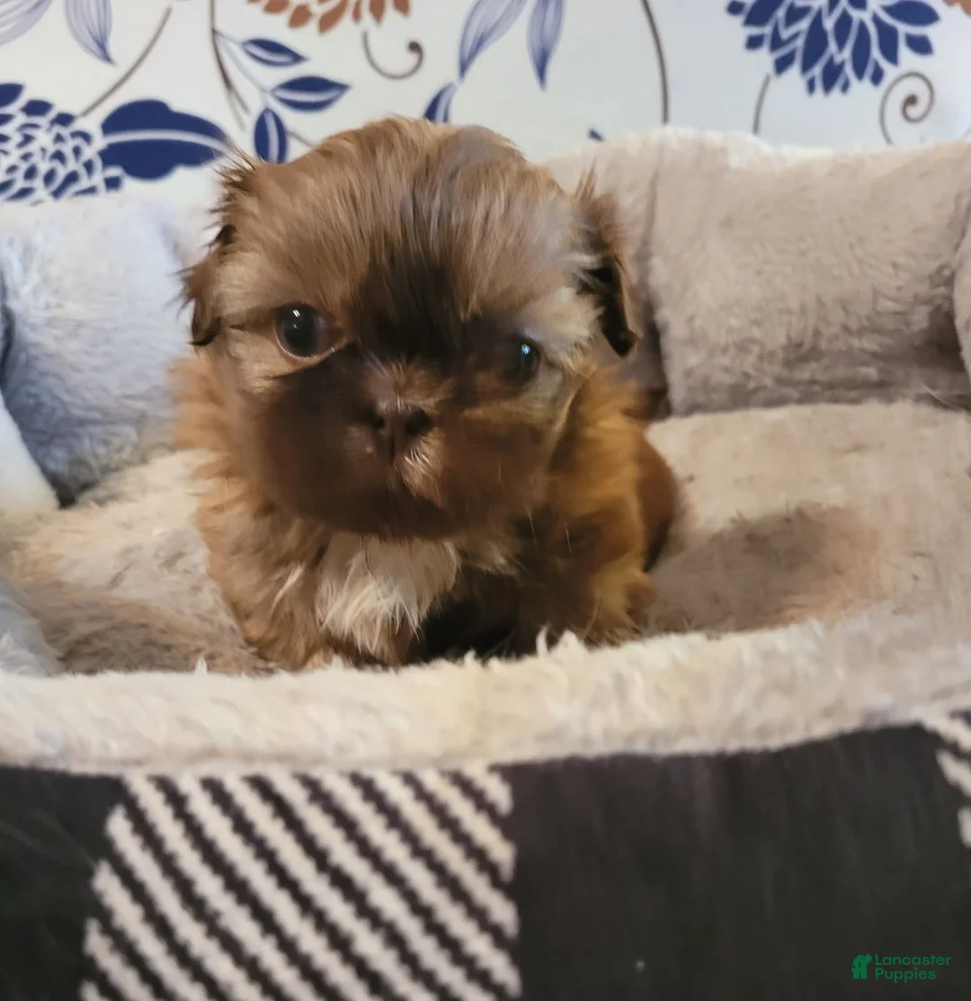 Shih Tzu dogs for sale: Shih Tzu Female - Ad 1