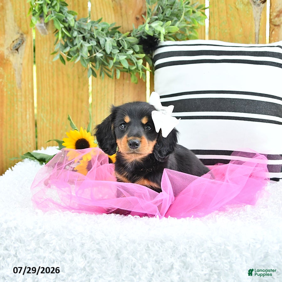 Miniature Dachshund dogs Cami - Ad 2