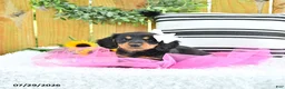 Miniature Dachshund dogs for sale: Cami - Ad 2