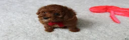 Toy Poodle dogs for sale: Maxwell - Ad 9