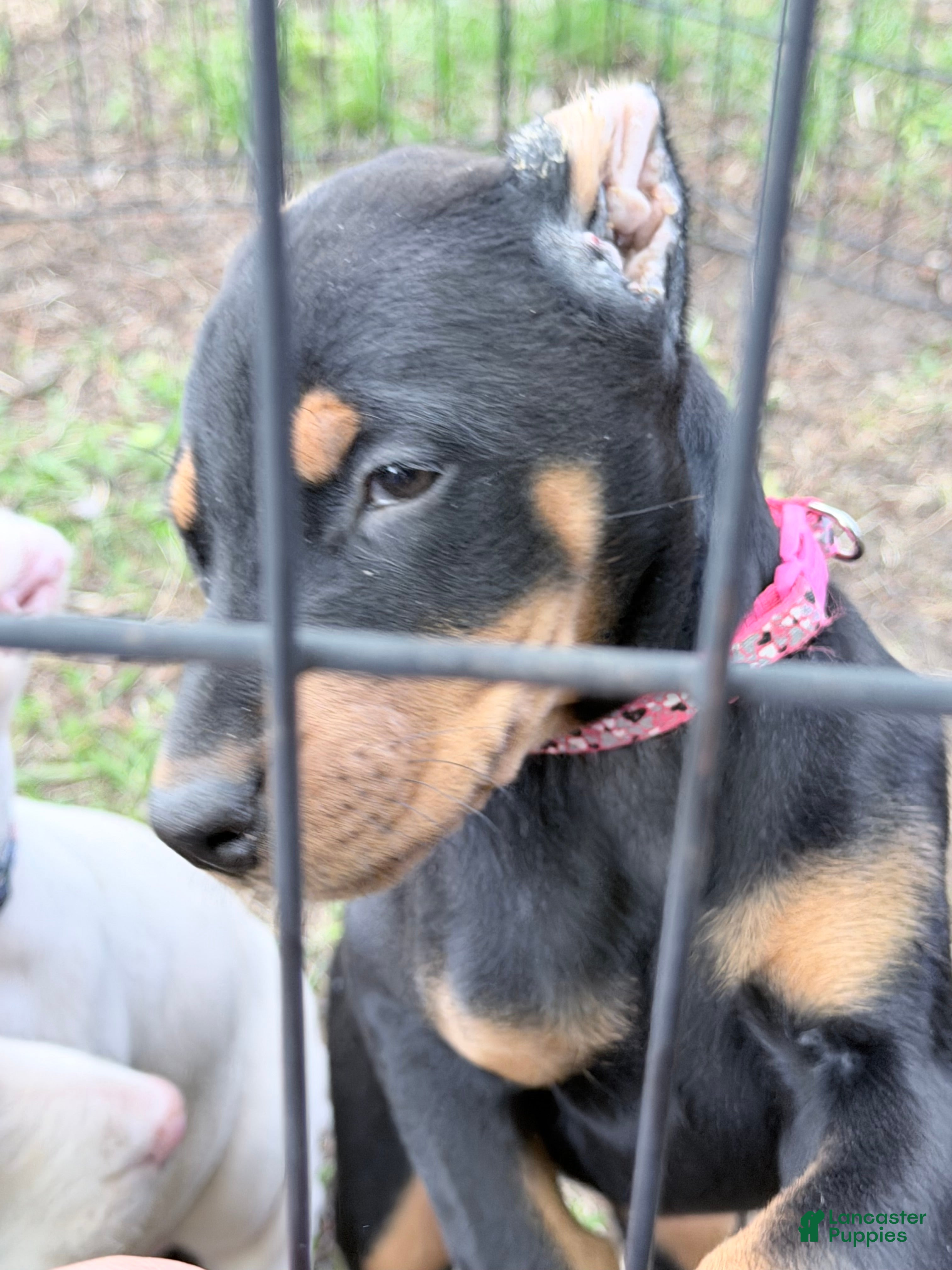 Doberman Pinscher dogs Doberman Pinscher Puppy 5 - Ad 1