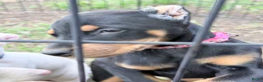 Doberman Pinscher Puppy 5