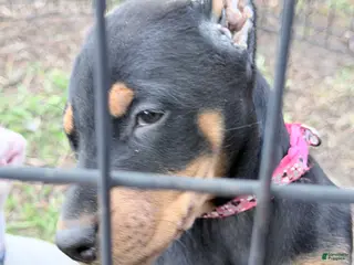 Doberman Pinscher dogs for sale: Doberman Pinscher Puppy 5 - Ad 1