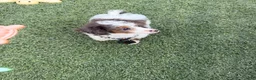 Miniature Poodle dogs for sale: Akc Clear 🧬 Tested Blue Merle  Phantom Parti- Bb - Ad 5