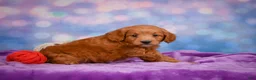 Mini Goldendoodle dogs for sale: REX - Ad 8
